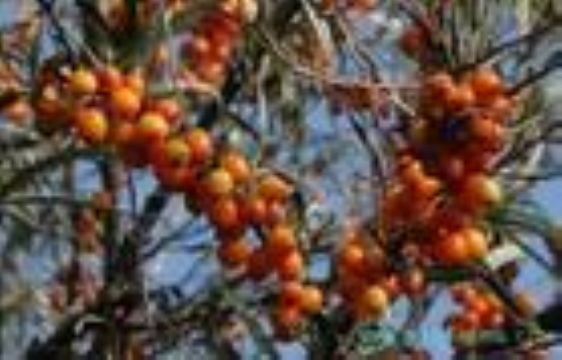 Hippophae Rhamnoides Extract